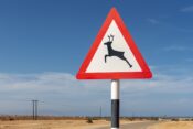Deer warning sign, Oman