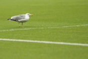 Besiktas v Samsunspor - Turkish Super League